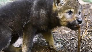 The wolf cub called out to its mother who was going to look for food