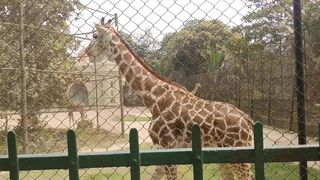 Animals Giraffes