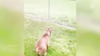 Funny Animals Video 2024