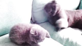 Funny Animals Video 2024 (Part-4)