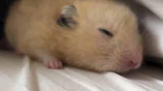 Cute hamster sleeping