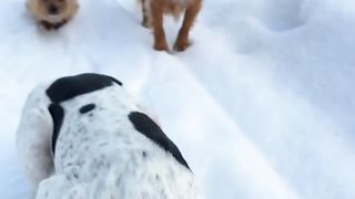 Patient Dogs wait like statues