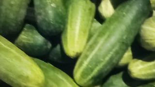 Have You Eat The Green Cucumbers?