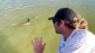 Rattlesnake swimming on the ocean