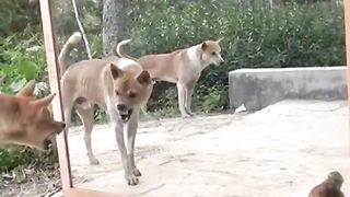 Dog and Mirror