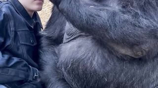 Woman is hanging out with Silverback Gorillas at her sanctuary!
