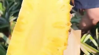Trending Grafting fruits 2024.