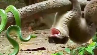 SnesWatch the video of Beji and the snake's skeleton fight |