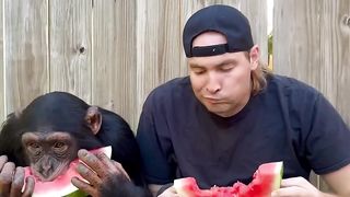 Chimpanzee loves watermelon animal