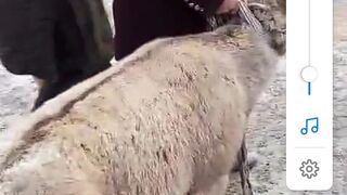 Markhor. Mountain goat