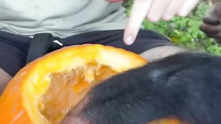 Carving Pumpkins with Chimpanzee pumpkin carving animal monkey
