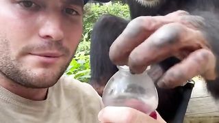 Carving Pumpkins with Chimpanzee pumpkin carving animal monkey