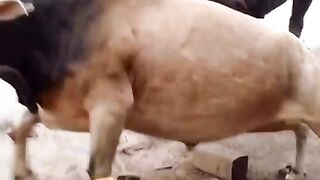 Cow Fight