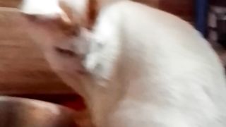 Cute cats beautiful moment ????