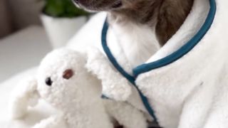 Cute little dog