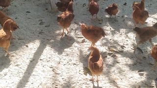 How Farm Chickens Are Raised Outside ????????????