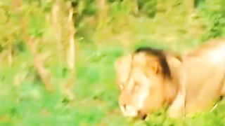 Dengerous animal activity video