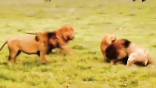 Animal animal fighting video