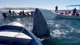 Tourists kiss friendly whale