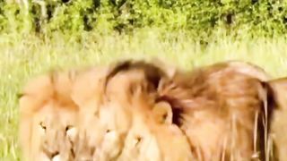 Lion ???????????? video