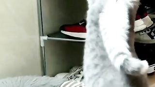 Funny animals