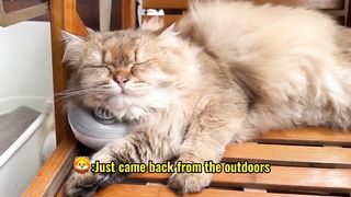 cat secretly took the chick home to raise it. The hen looked puzzled but did not object.????Funny cute