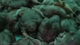 Eating frog