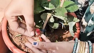 fruits harvesting