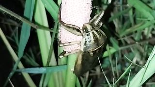 rice cockroach