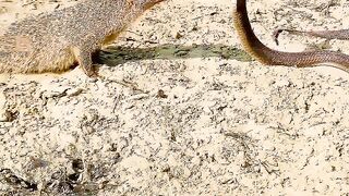 Mongoose naag se Bach gayi