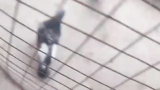 Pigeons