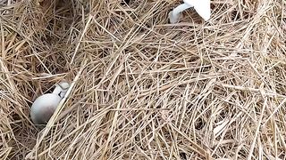 harvest rice mushrooms