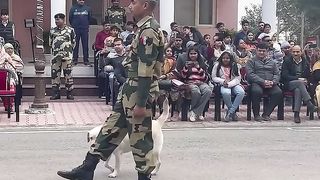 इसको कहते असली Inspiration ???? #shorts #dog #viral #bsf #army #trending
