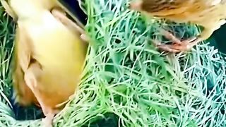 Bird building its nest.