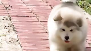 Dog Funny Moment