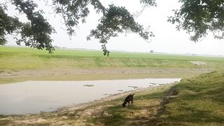 Graming video