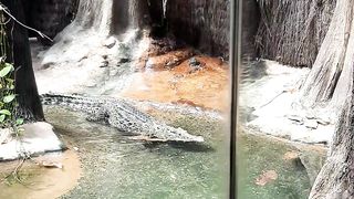 Cocodail in real life