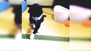 Cats fun,cute cati