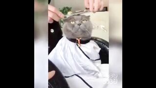 funy cats