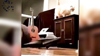 Funny Cats Part 2
