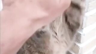 kitty learning martial art | cat in martial art training | cat in action