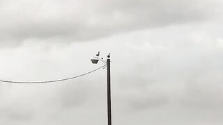 Ducks on a light pole