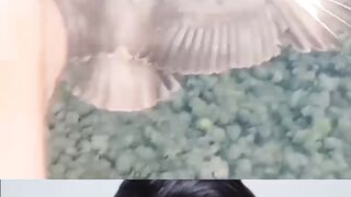 Eagle is flying..