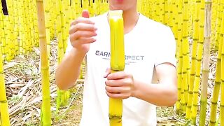 Fresh sugarcane cultivate