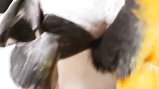 Amazing parrots | parrots beauti