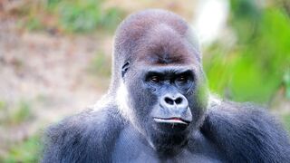 Big Gorilla Eating In The Forest