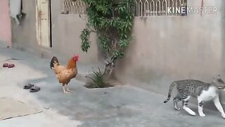 Chicken vs cat fighting