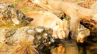 Lion  #beauty#Nature