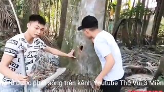 Cobra Snakes in a Tree so many King cobra