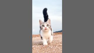 Things you need for your cat